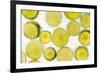 Lime Fresh-Steve Gadomski-Framed Photographic Print