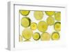 Lime Fresh-Steve Gadomski-Framed Photographic Print