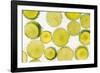 Lime Fresh-Steve Gadomski-Framed Photographic Print