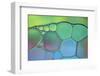 Lime Green and Blue Stained Glass-Cora Niele-Framed Photographic Print