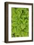 Lime green hosta, Chanticleer Garden, Wayne, Pennsylvania.-Darrell Gulin-Framed Photographic Print