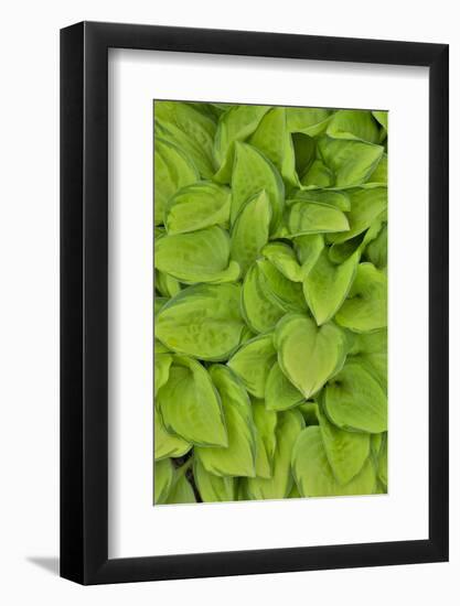 Lime green hosta, Chanticleer Garden, Wayne, Pennsylvania.-Darrell Gulin-Framed Photographic Print