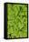 Lime green hosta, Chanticleer Garden, Wayne, Pennsylvania.-Darrell Gulin-Framed Stretched Canvas