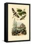 Lime Hawkmoth, 1833-39-null-Framed Stretched Canvas