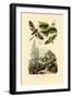 Lime Hawkmoth, 1833-39-null-Framed Giclee Print