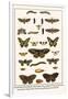 Lime Hawkmoth, Eyed Hawkmoth, Poplar Admirals, Wasp, Swallowtail, Orange Tips, Bath Whites, etc.-Albertus Seba-Framed Art Print