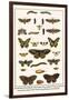 Lime Hawkmoth, Eyed Hawkmoth, Poplar Admirals, Wasp, Swallowtail, Orange Tips, Bath Whites, etc.-Albertus Seba-Framed Art Print