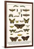 Lime Hawkmoth, Eyed Hawkmoth, Poplar Admirals, Wasp, Swallowtail, Orange Tips, Bath Whites, etc.-Albertus Seba-Framed Art Print