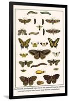 Lime Hawkmoth, Eyed Hawkmoth, Poplar Admirals, Wasp, Swallowtail, Orange Tips, Bath Whites, etc.-Albertus Seba-Framed Art Print