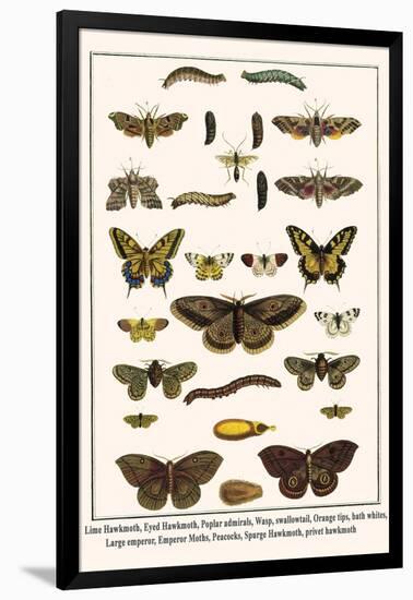 Lime Hawkmoth, Eyed Hawkmoth, Poplar Admirals, Wasp, Swallowtail, Orange Tips, Bath Whites, etc.-Albertus Seba-Framed Art Print