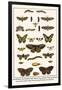 Lime Hawkmoth, Eyed Hawkmoth, Poplar Admirals, Wasp, Swallowtail, Orange Tips, Bath Whites, etc.-Albertus Seba-Framed Art Print