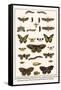 Lime Hawkmoth, Eyed Hawkmoth, Poplar Admirals, Wasp, Swallowtail, Orange Tips, Bath Whites, etc.-Albertus Seba-Framed Stretched Canvas