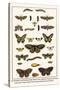 Lime Hawkmoth, Eyed Hawkmoth, Poplar Admirals, Wasp, Swallowtail, Orange Tips, Bath Whites, etc.-Albertus Seba-Stretched Canvas