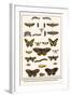 Lime Hawkmoth, Eyed Hawkmoth, Poplar Admirals, Wasp, Swallowtail, Orange Tips, Bath Whites, etc.-Albertus Seba-Framed Art Print