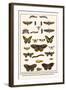 Lime Hawkmoth, Eyed Hawkmoth, Poplar Admirals, Wasp, Swallowtail, Orange Tips, Bath Whites, etc.-Albertus Seba-Framed Art Print