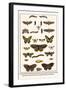 Lime Hawkmoth, Eyed Hawkmoth, Poplar Admirals, Wasp, Swallowtail, Orange Tips, Bath Whites, etc.-Albertus Seba-Framed Art Print