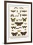 Lime Hawkmoth, Eyed Hawkmoth, Poplar Admirals, Wasp, Swallowtail, Orange Tips, Bath Whites, etc.-Albertus Seba-Framed Art Print