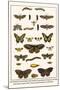 Lime Hawkmoth, Eyed Hawkmoth, Poplar Admirals, Wasp, Swallowtail, Orange Tips, Bath Whites, etc.-Albertus Seba-Mounted Art Print