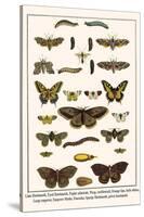Lime Hawkmoth, Eyed Hawkmoth, Poplar Admirals, Wasp, Swallowtail, Orange Tips, Bath Whites, etc.-Albertus Seba-Stretched Canvas