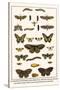 Lime Hawkmoth, Eyed Hawkmoth, Poplar Admirals, Wasp, Swallowtail, Orange Tips, Bath Whites, etc.-Albertus Seba-Stretched Canvas