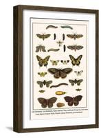 Lime Hawkmoth, Eyed Hawkmoth, Poplar Admirals, Wasp, Swallowtail, Orange Tips, Bath Whites, etc.-Albertus Seba-Framed Art Print