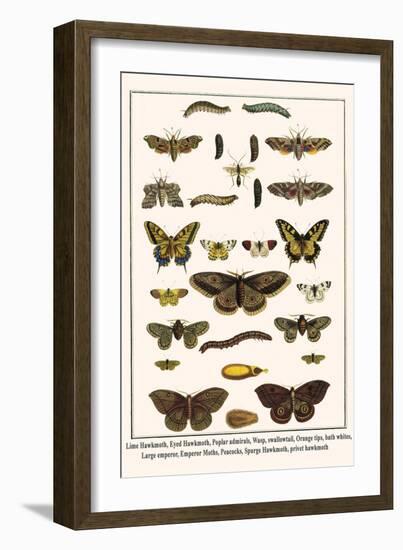 Lime Hawkmoth, Eyed Hawkmoth, Poplar Admirals, Wasp, Swallowtail, Orange Tips, Bath Whites, etc.-Albertus Seba-Framed Art Print