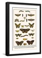 Lime Hawkmoth, Eyed Hawkmoth, Poplar Admirals, Wasp, Swallowtail, Orange Tips, Bath Whites, etc.-Albertus Seba-Framed Art Print