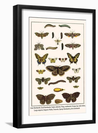 Lime Hawkmoth, Eyed Hawkmoth, Poplar Admirals, Wasp, Swallowtail, Orange Tips, Bath Whites, etc.-Albertus Seba-Framed Art Print