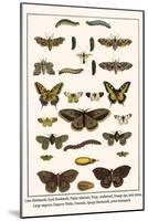 Lime Hawkmoth, Eyed Hawkmoth, Poplar Admirals, Wasp, Swallowtail, Orange Tips, Bath Whites, etc.-Albertus Seba-Mounted Art Print