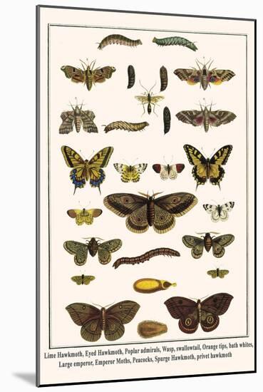 Lime Hawkmoth, Eyed Hawkmoth, Poplar Admirals, Wasp, Swallowtail, Orange Tips, Bath Whites, etc.-Albertus Seba-Mounted Art Print