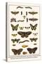 Lime Hawkmoth, Eyed Hawkmoth, Poplar Admirals, Wasp, Swallowtail, Orange Tips, Bath Whites, etc.-Albertus Seba-Stretched Canvas