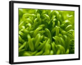 Lime Heart 2-Doug Chinnery-Framed Photographic Print