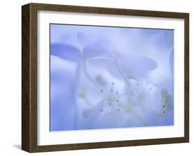 Lime Light Hydrangea I-Kathy Mahan-Framed Photographic Print