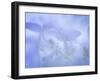 Lime Light Hydrangea I-Kathy Mahan-Framed Photographic Print