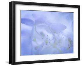 Lime Light Hydrangea I-Kathy Mahan-Framed Photographic Print