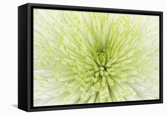 Lime Light Spider Mum-Cora Niele-Framed Stretched Canvas