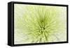 Lime Light Spider Mum-Cora Niele-Framed Stretched Canvas