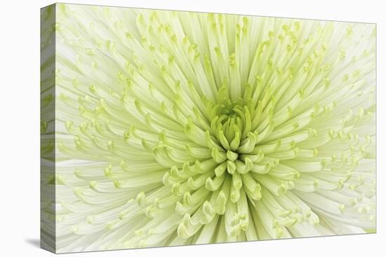 Lime Light Spider Mum-Cora Niele-Stretched Canvas