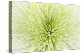 Lime Light Spider Mum-Cora Niele-Stretched Canvas