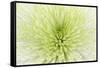 Lime Light Spider Mum-Cora Niele-Framed Stretched Canvas