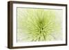 Lime Light Spider Mum-Cora Niele-Framed Photographic Print