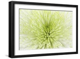 Lime Light Spider Mum-Cora Niele-Framed Photographic Print