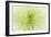 Lime Light Spider Mum-Cora Niele-Framed Photographic Print