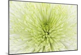 Lime Light Spider Mum-Cora Niele-Mounted Photographic Print