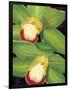 Lime Orchid I-Jason Higby-Framed Art Print