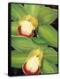 Lime Orchid I-Jason Higby-Framed Stretched Canvas