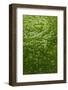 Lime Skin-Steve Gadomski-Framed Photographic Print