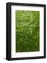 Lime Skin-Steve Gadomski-Framed Photographic Print