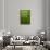 Lime Skin-Steve Gadomski-Framed Stretched Canvas displayed on a wall