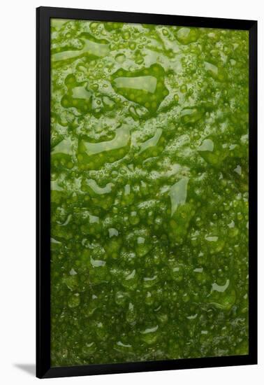 Lime Skin-Steve Gadomski-Framed Photographic Print